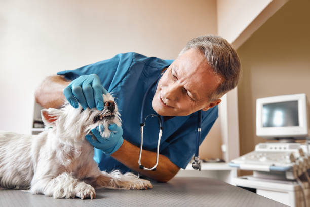 Best 24-Hour Emergency Dentist in Chattanoo Valley, GA